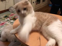 -Meowの猫咖(万家丽店)