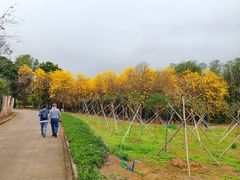 -天适樱花悠乐园