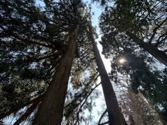 -天目山大树王景区