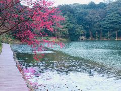 -广州市石门国家森林公园
