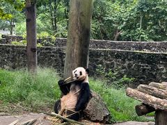 -都江堰中华大熊猫苑