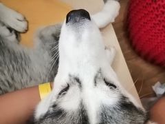 -Husky Go! 哈士奇体验馆·宠物咖啡厅狗咖