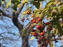 -VOYAGE COFFEE(北锣鼓巷店)