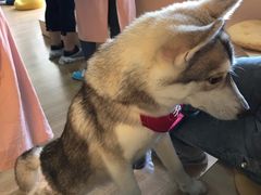 养乐多-Husky Go! 哈士奇体验馆·宠物咖啡厅狗咖