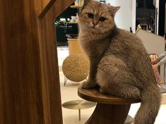 -飞行喵MR PILOT|猫舍·猫咖(静安大融城店)