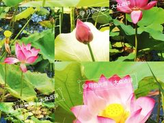 -野鸭湖国家湿地公园