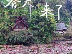 -野象谷景区