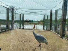 -盐城丹顶鹤湿地生态旅游区