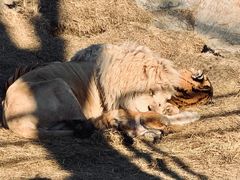 -北京野生动物园