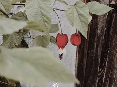 -前童古镇
