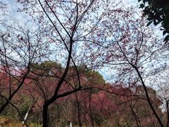 -广州市帽峰山景区