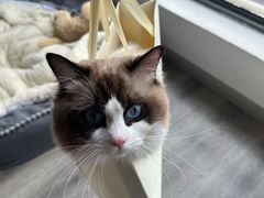 -艾贝尔宠物医院·24H转诊中心·肿瘤猫专科(江宁双龙店)