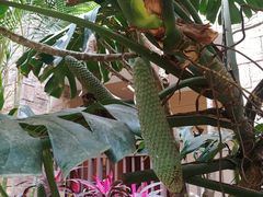 -西双版纳融创皇冠假日度假酒店