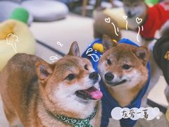 -逗柴咖啡屋·狗咖猫咖宠物桌游