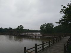 -大湾区中央湿地公园