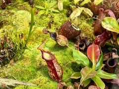 -国家植物园南园