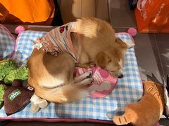 -MARSMART PETS火星宠物超市(1733店)