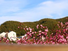 -四明山国家森林公园