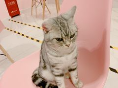 -三花喵·撸猫购宠·宠物生活馆(虹桥南丰城店)