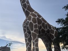 -西霞口神雕山野生动物世界