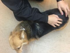 -傲雄·叮叮宠物(新华路店)