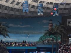 -海合安成都极地海洋公园