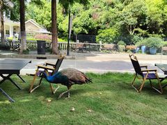 -J Create城市露营咖啡·简餐·宠物(上海动物园店)