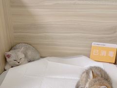 -纳吉亚猫专科动物医院(康都外科中心)