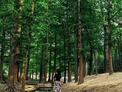 -白水寺森林公园