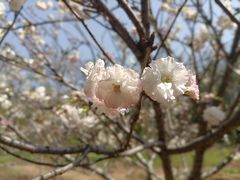 -天适樱花悠乐园