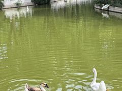 -莲花池公园