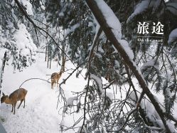 -大秃顶子山