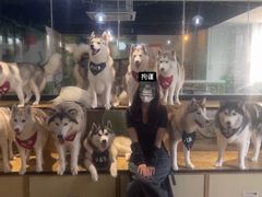 -Husky Go! 哈士奇体验馆·宠物咖啡厅狗咖