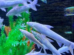 -洛阳龙门海洋馆