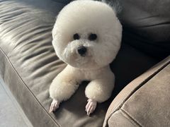 -圆子宠物