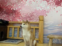 -柴源莊·柴小宠柴犬咖啡