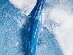 -鸿渡渔庄·特色鸭咀鱼