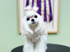 -鑫艺宠物美容培训学校