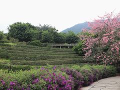 -雁南飞茶田景区