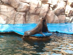 -华夏文旅海洋公园