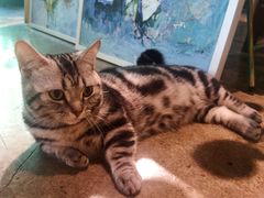 -咖法森林·咖啡  酒吧(天河店)