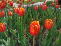 -石家庄市植物园