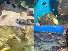 -福州罗源湾海洋世界旅游区