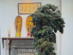-觀芷隐轩