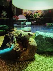 -七巧国萌宠乐园(龙湖天街店)