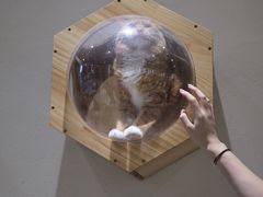 -藏猫猫咖啡主题馆(中央大道店)