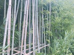 -田园东方蜜桃村的田野营地