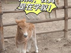 -北京市海淀外国语实验学校