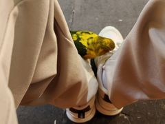 -吉丁鸟咖·异宠·寄养