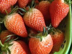 -田趣农庄草莓采摘园